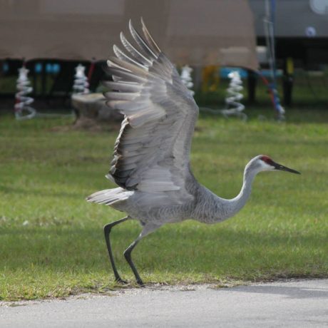 birds watching at Lake Letta RV Park in Avon Park, FL.