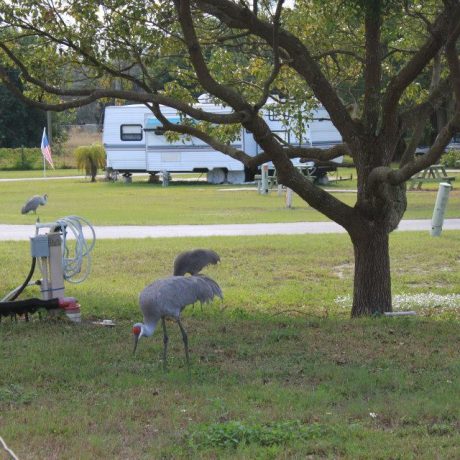 An image of RVs parked in paved, full hookup sites surrounded by lush, green landscaping under sunny Florida skies, capturing the beauty of Lake Letta RV Park in Avon Park, FL.